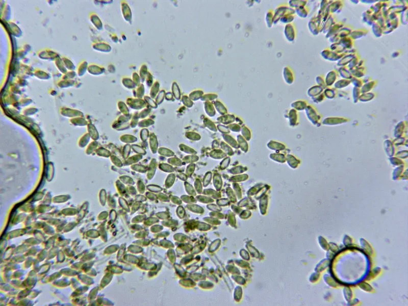 Calcarisporium arbuscula 11 - Conidios